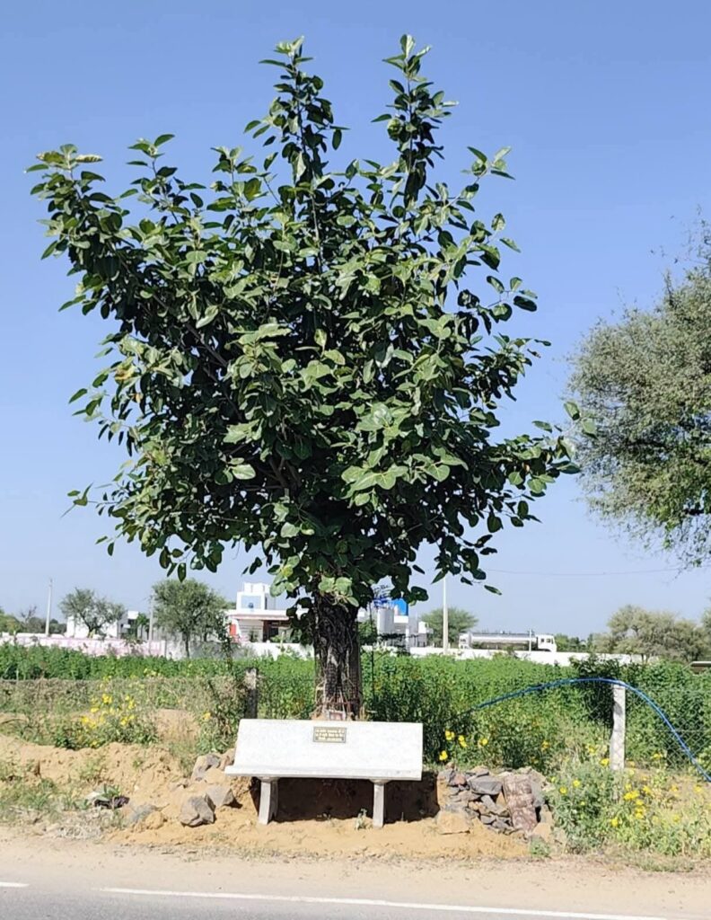 स्व. राजेश कड़वासरा की 19वीं पुण्यतिथि पर वटवृक्ष तले बैठने हेतु सीमेंट कुर्सियां स्थापित